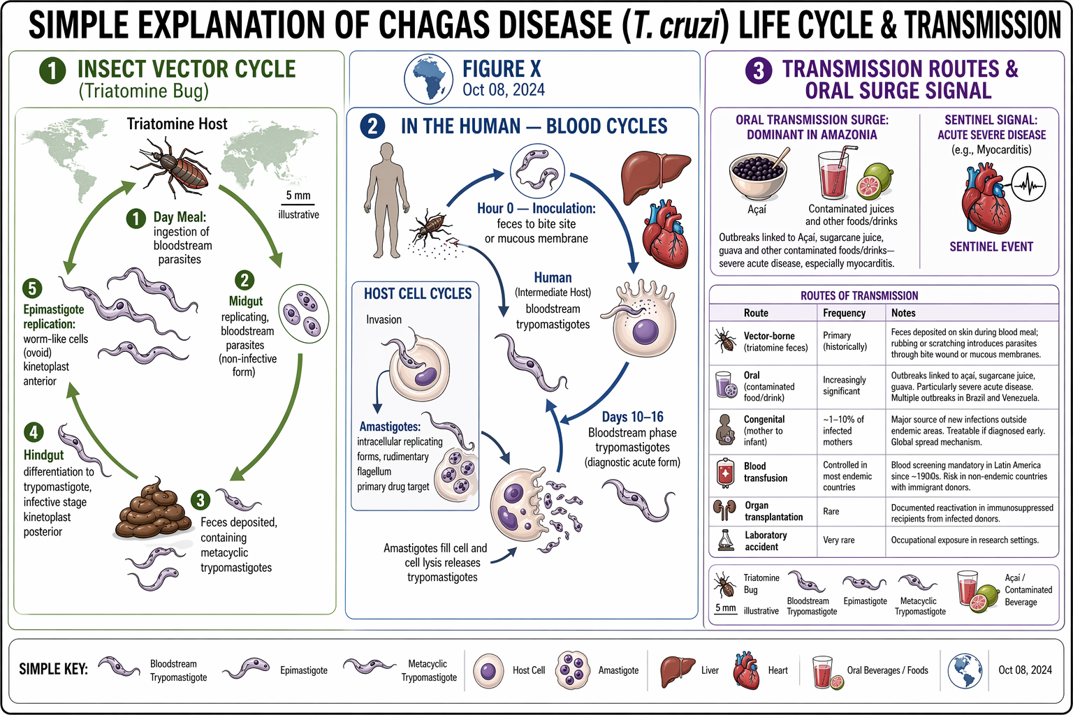 Chagas disease life cycle: insect vector stages, human host intracellular amastigotes, trypomastigotes, oral transmission surge, and routes of infection (vector, oral, congenital, transfusion).