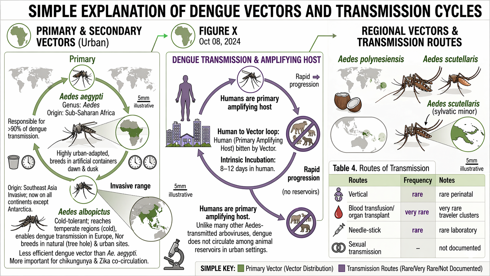 Dengue vectors Aedes aegypti and Aedes albopictus, urban transmission cycles, human amplifying host, and rare transmission routes (vertical, blood transfusion, needle-stick).