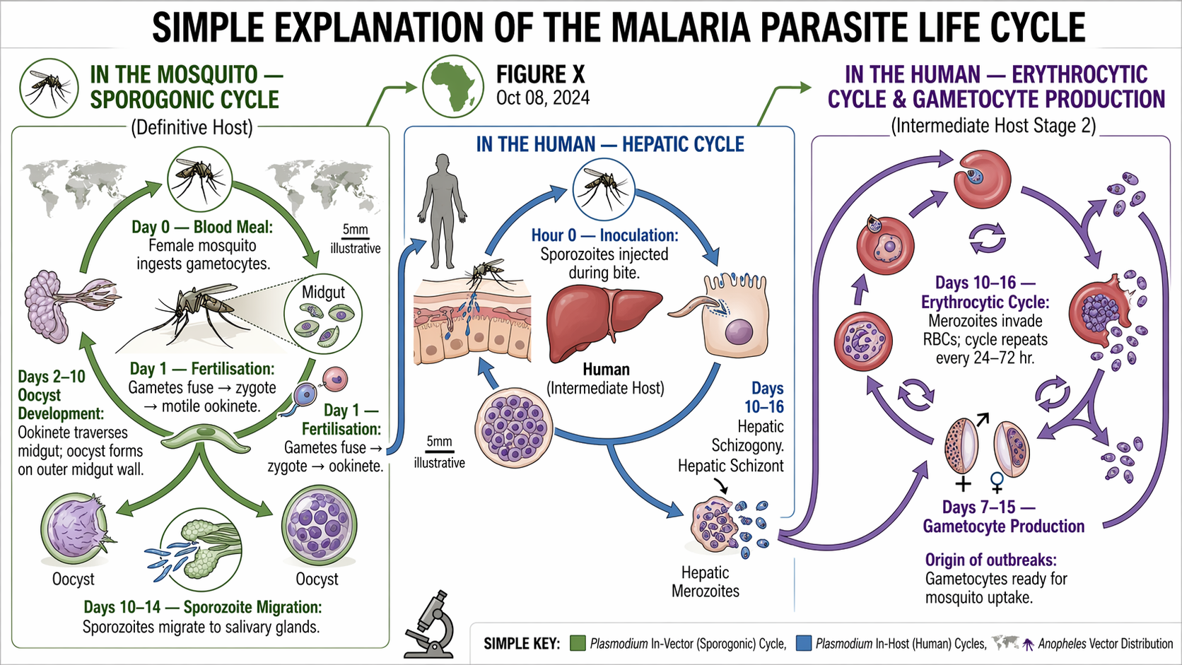 Malaria parasite life cycle: sporogonic cycle in mosquito (ookinete, oocyst, sporozoites) and hepatic + erythrocytic cycle in human (merozoites, gametocytes).