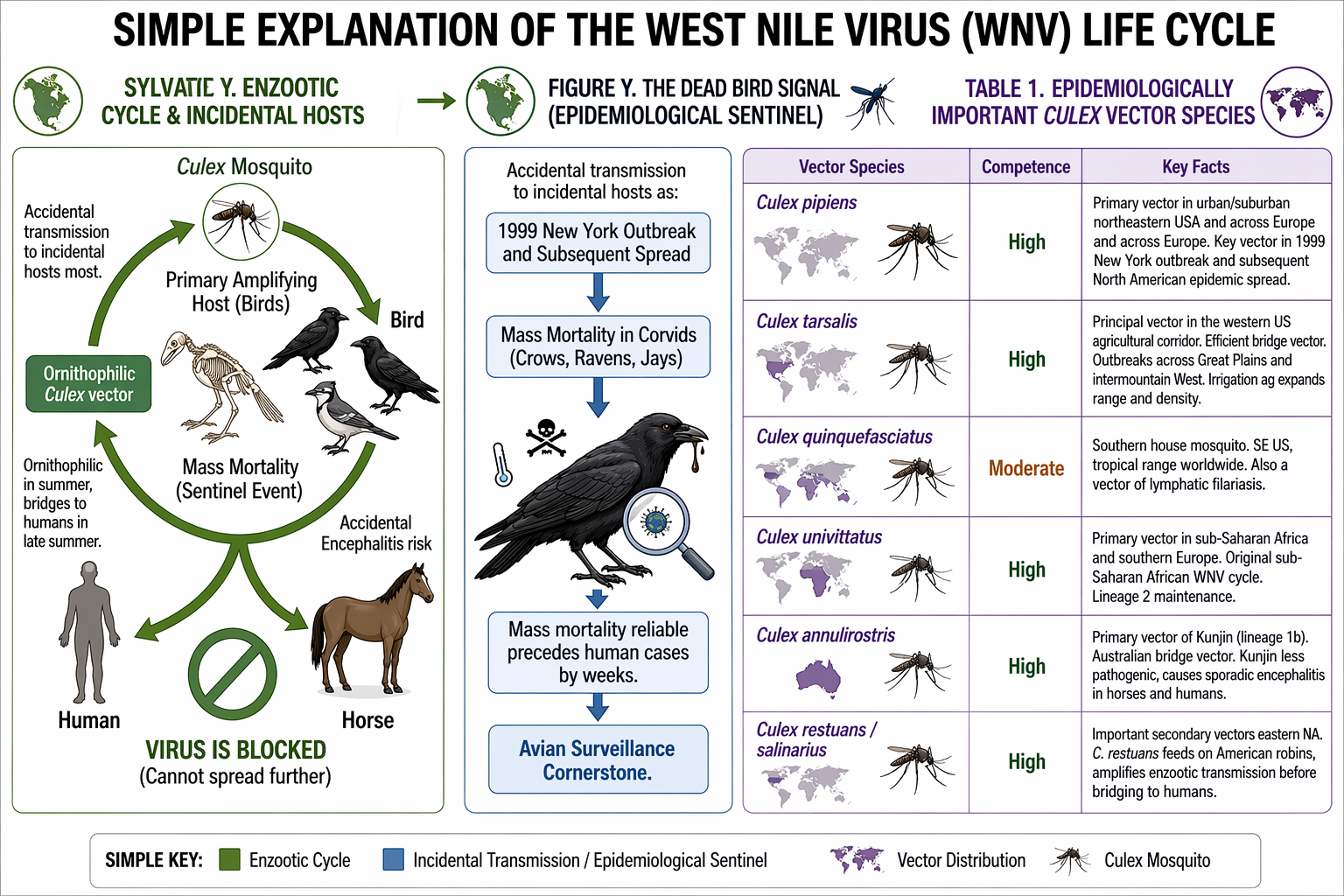 West Nile virus life cycle: enzootic cycle, dead bird signal, and epidemiological transmission patterns.