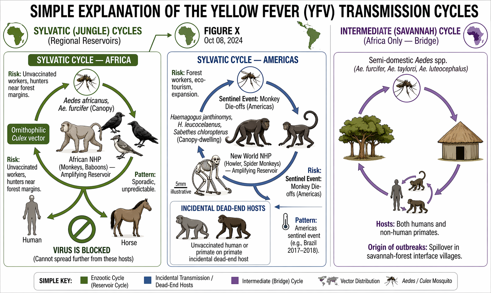 Yellow fever virus cycles: sylvatic (jungle) cycles in Africa and Americas, with NHPs, vectors (Haemagogus, Sabethes, Culex), intermediate savannah cycle in Africa, and incidental dead-end hosts (humans, horses).